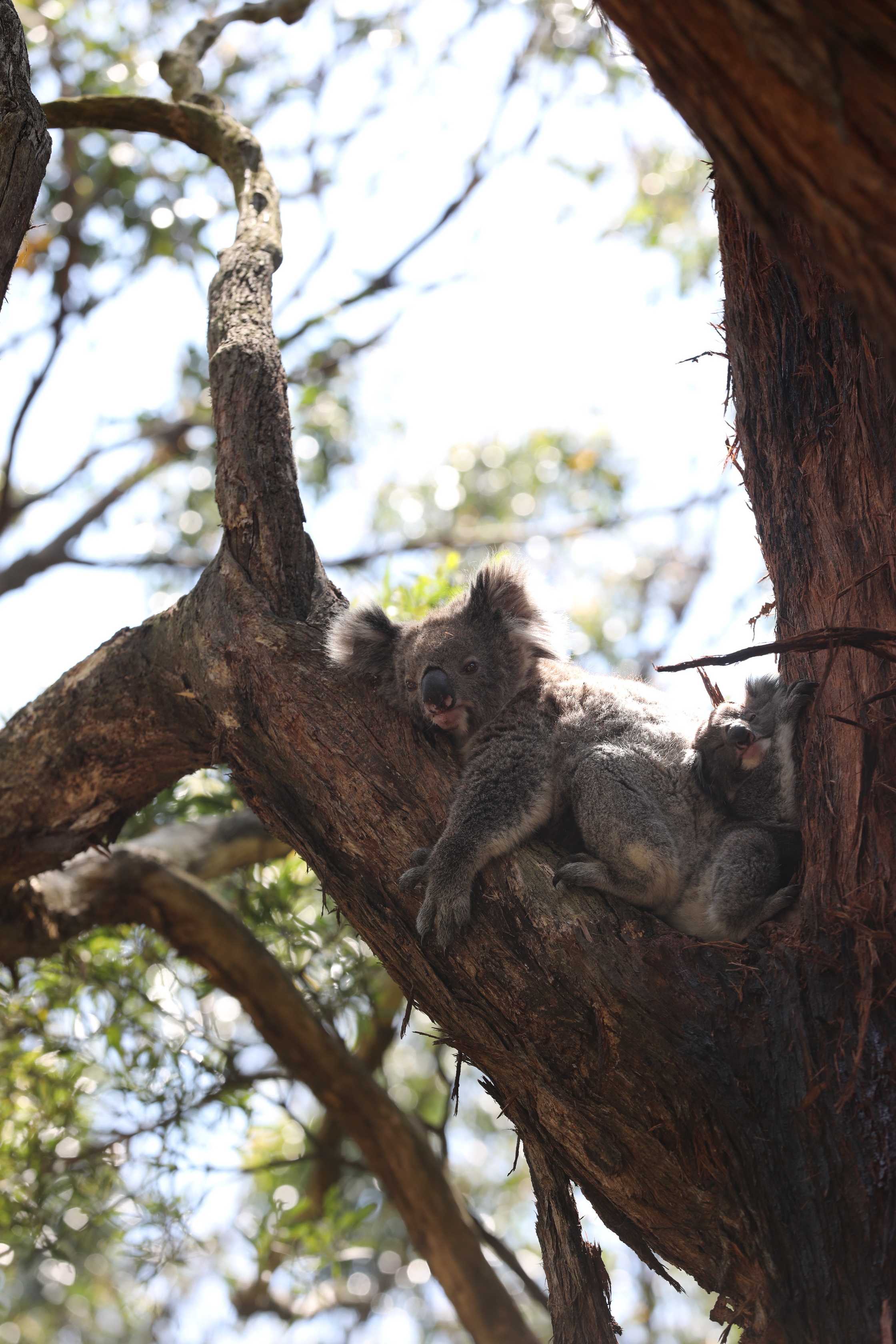 Koalas am Cape Otway